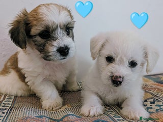 Cavachon dogs - Advert 1