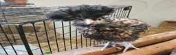 Chickens poultry for sale: Polkies and silkies for sale  - Advert 3