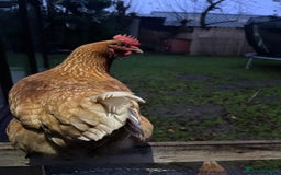 Chickens poultry for sale: Mixed Flock  - Image 2