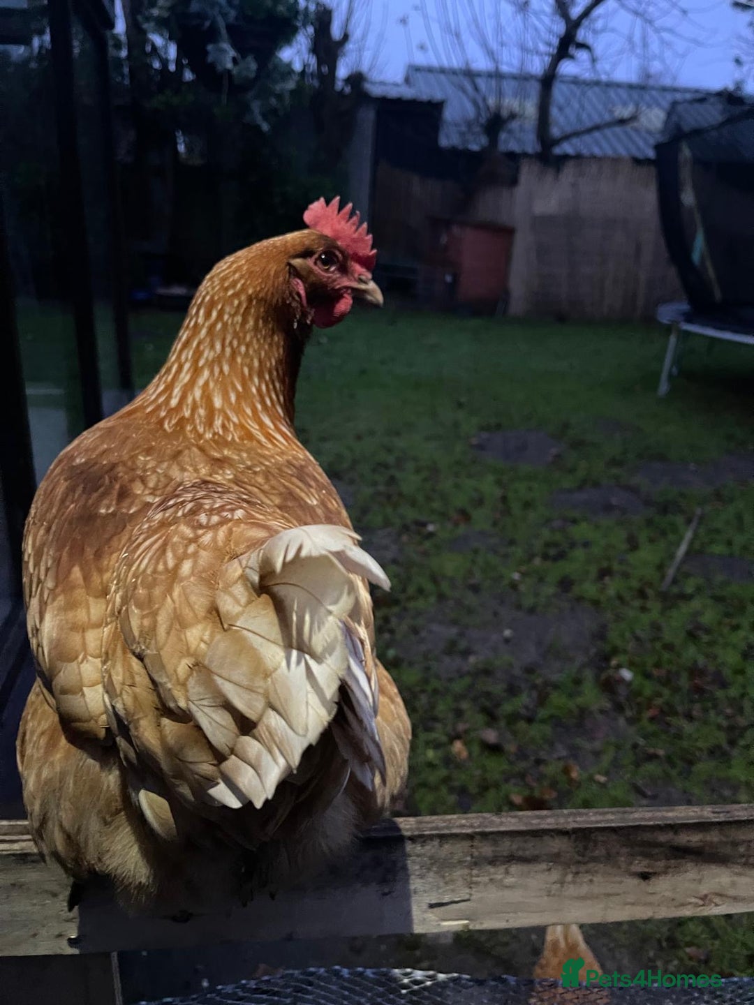 Chickens poultry for sale: Mixed Flock  - Image 2