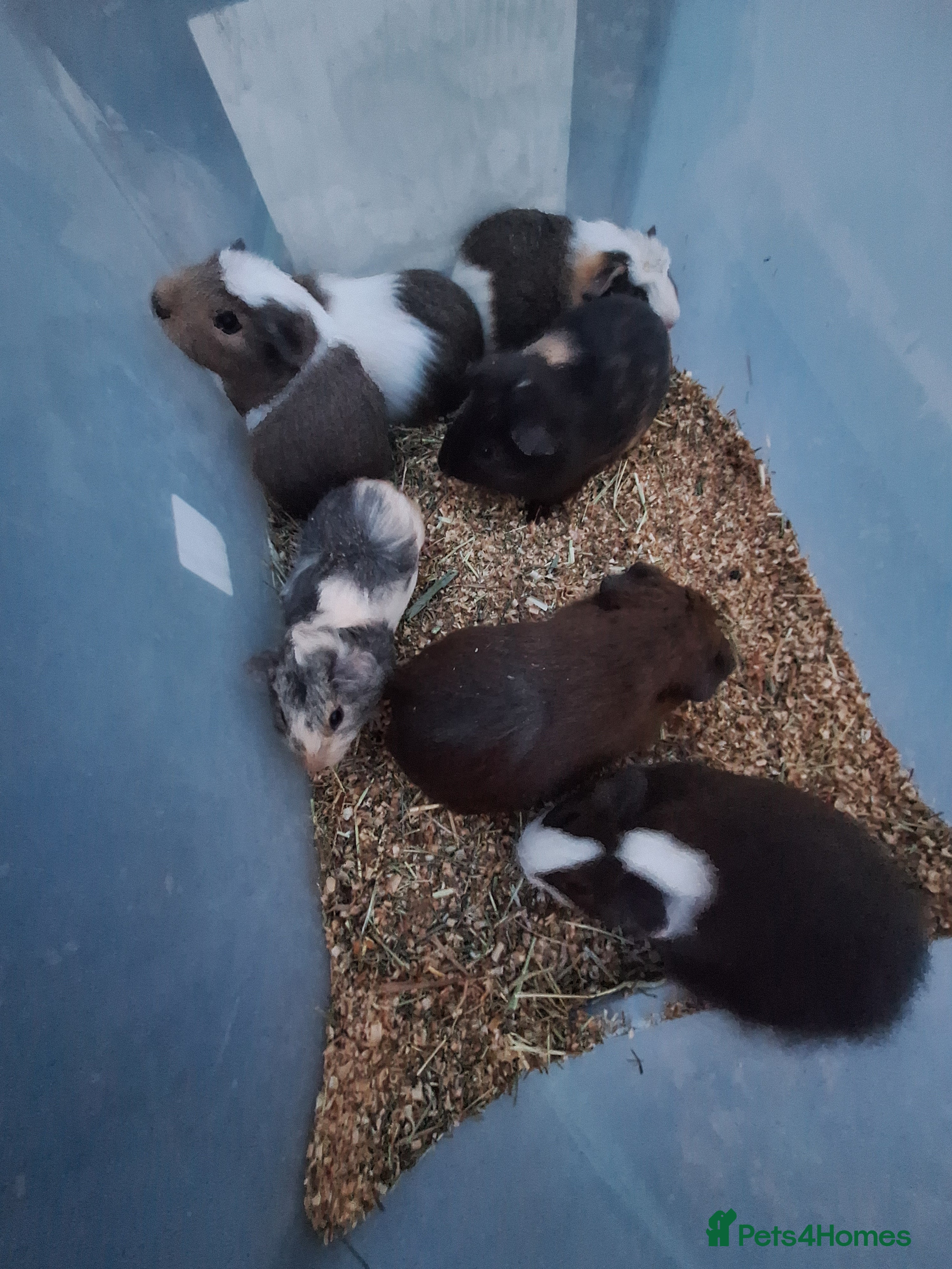 Guinea Pig rodents Baby male guinea pigs for sale £25 each  - Advert 9