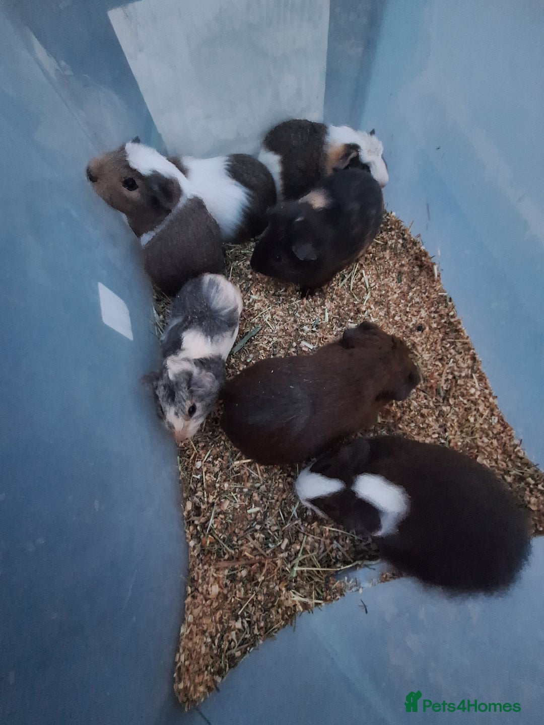 Guinea Pig rodents for sale: Baby male guinea pigs for sale £25 each  - Advert 1