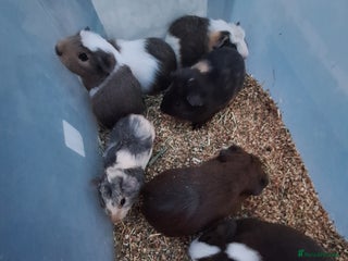 Guinea Pig rodents Baby male guinea pigs for sale £25 each - Advert 1