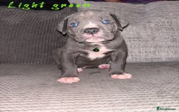 Cane Corso dogs for sale: Cane corso puppies  - Image 4