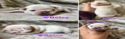 French Bulldog dogs for sale: French Bull Dog Puppies - Advert 4