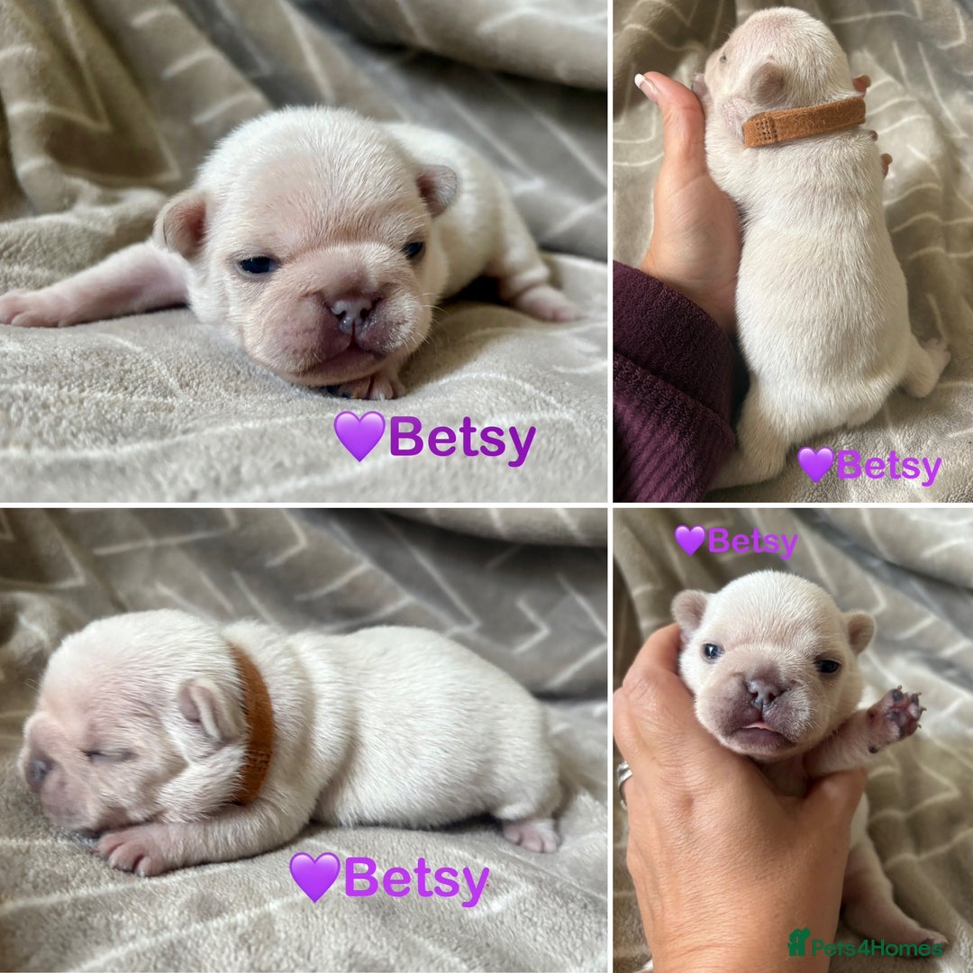 French Bulldog dogs for sale: French Bull Dog Puppies - Advert 4