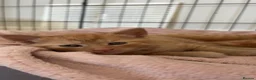 Mixed Breed cats for sale: three ginger kittens 5 weeks old🧡 - Advert 11