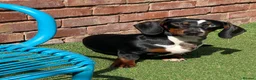Dachshund dogs for sale: Male Dachshund  in Macclesfield - Advert 2