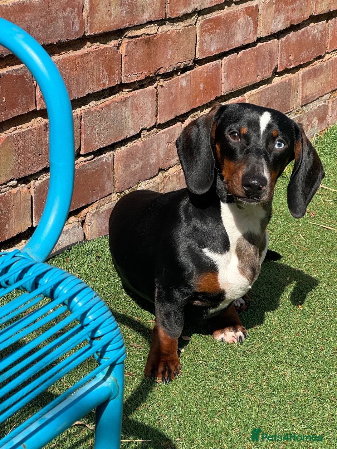 Dachshund dogs for sale: Male Dachshund  in Macclesfield - Advert 2