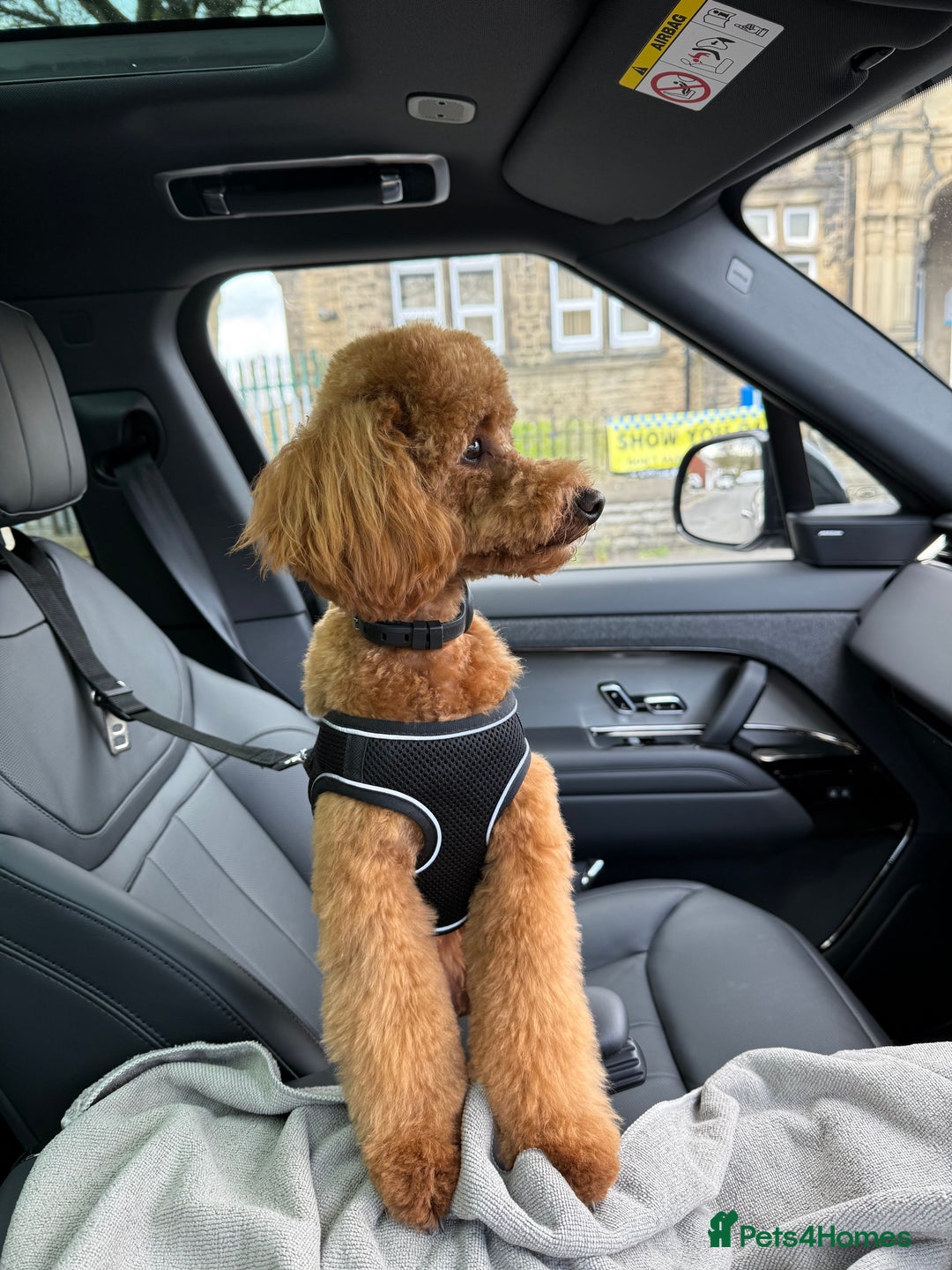Toy Poodle dogs for stud: Stunning red toy poodle Stud - Image 2