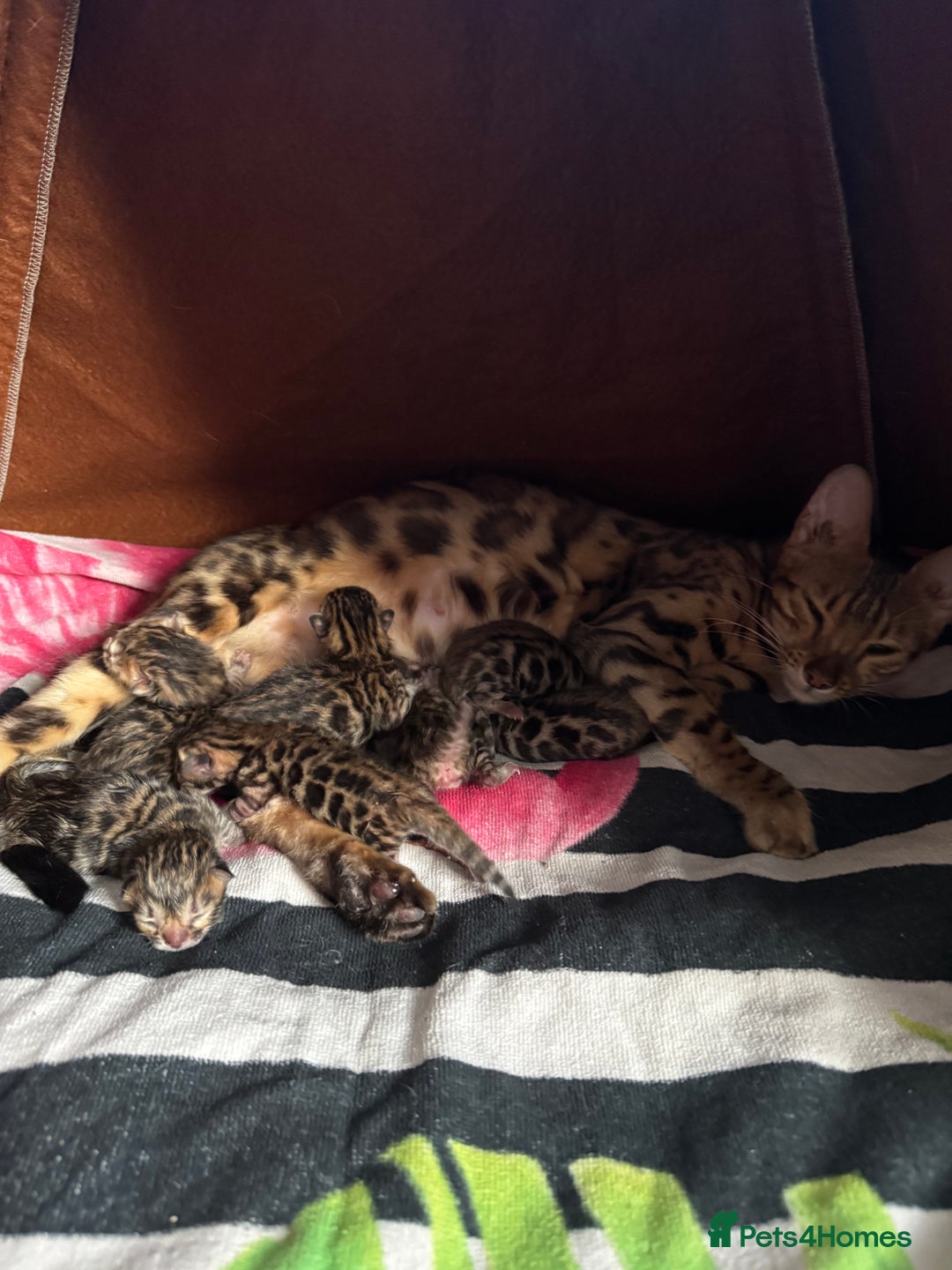 Bengal cats for sale: Beautiful bengal kittens - Image 9