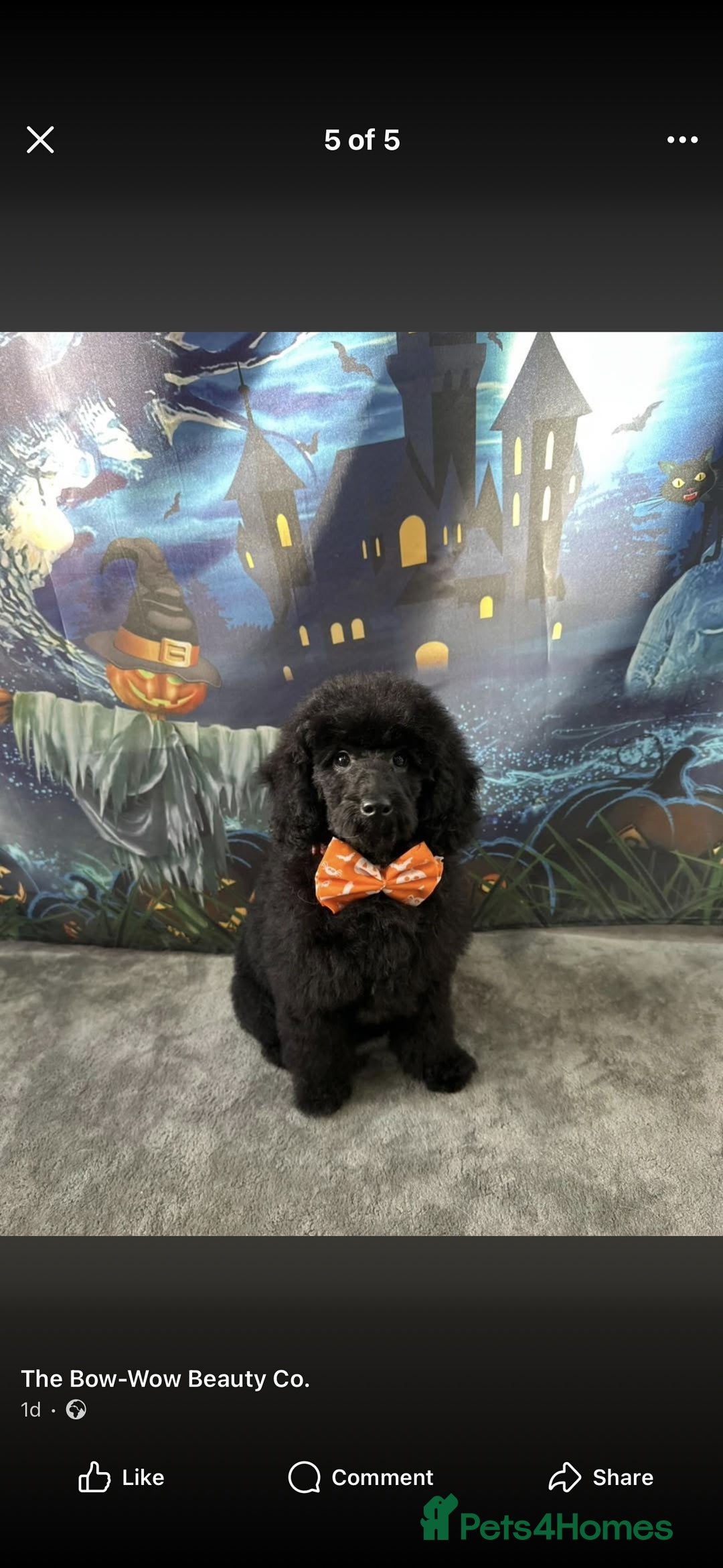 Mixed Breed dogs for sale: 6 Month old Poodle needs rehoming - Advert 1