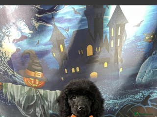 Mixed Breed dogs 6 Month old Poodle needs rehoming - Advert 12