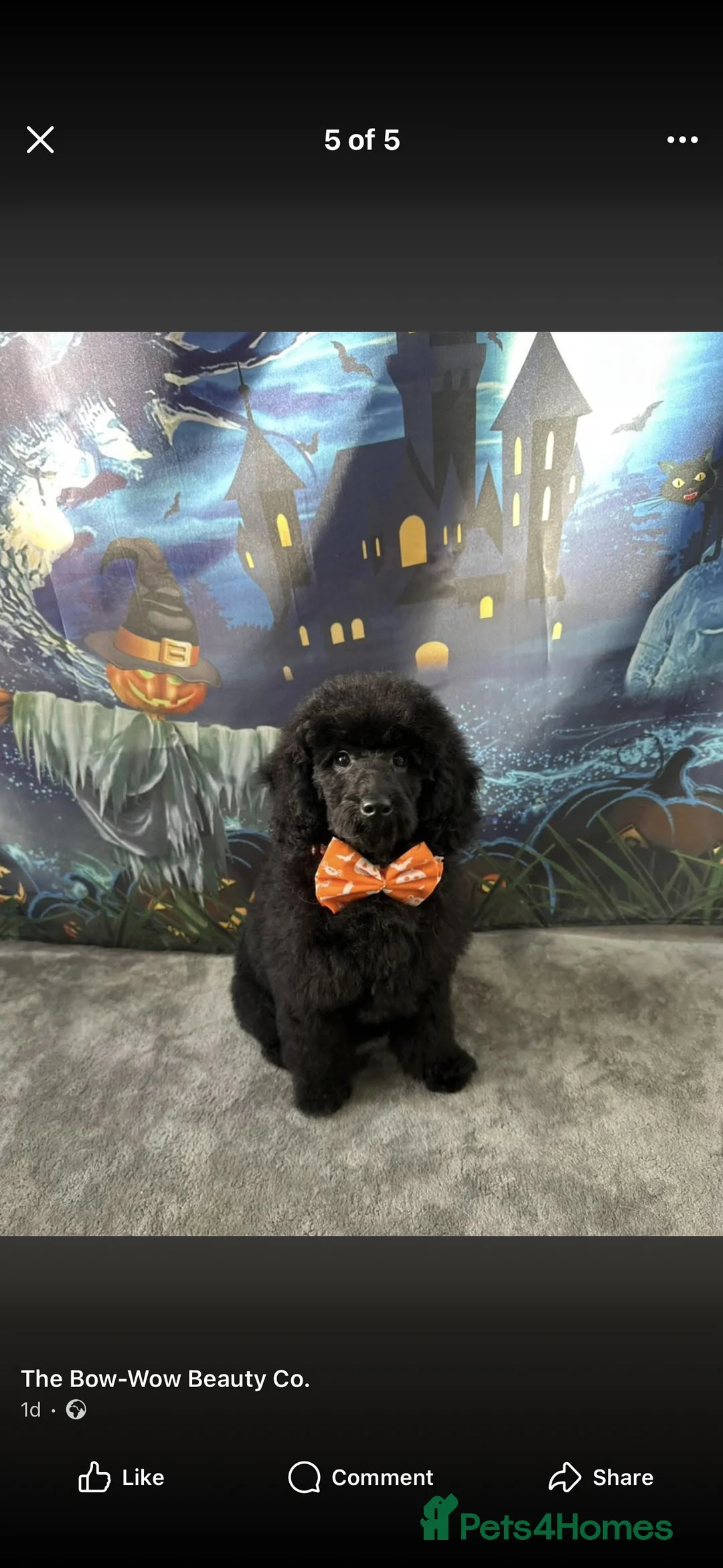 Mixed Breed dogs for sale: 8 Month old Poodle needs rehoming - Advert 1