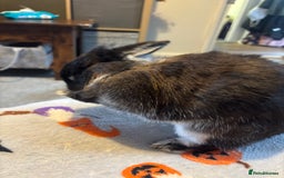 Netherland Dwarf rabbits for sale: Beautiful Netherland Dwarf - Image 2