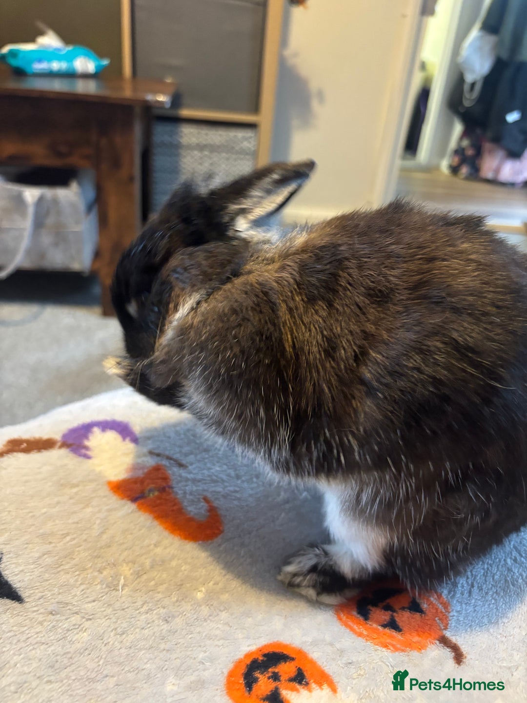 Netherland Dwarf rabbits for sale: Beautiful Netherland Dwarf - Image 2