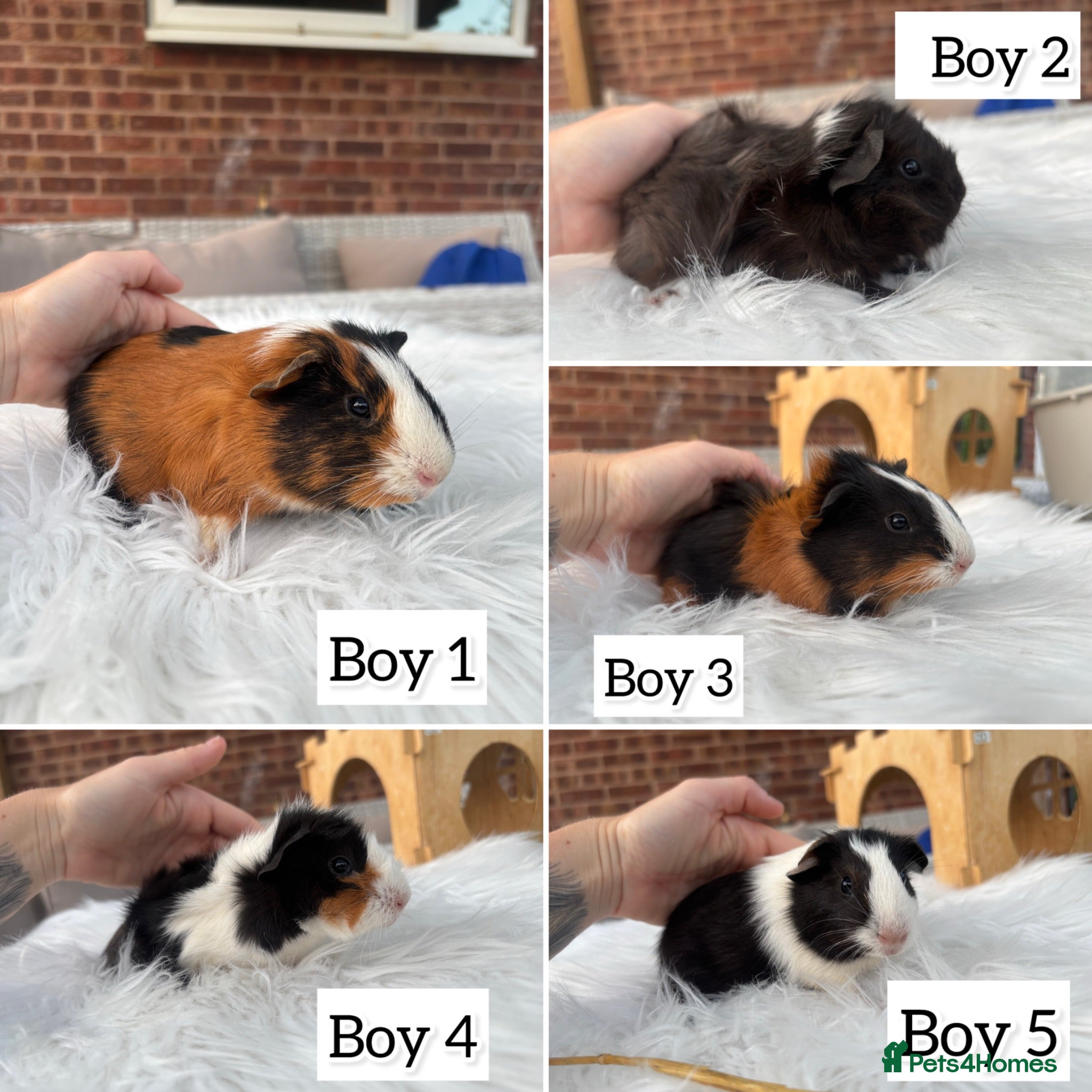 Guinea Pig rodents Guinea pig babies boys and girls  - Advert 1