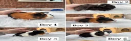 Guinea Pig rodents for sale: Guinea pig babies boys and girls  - Advert 1