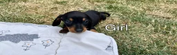 Miniature Dachshund dogs for sale: 4 Miniature Dachshund Puppies in Wellingborough - Advert 8