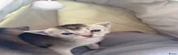 Abyssinian cats for sale: 2 beautiful Abyssinian boys  - Advert 9