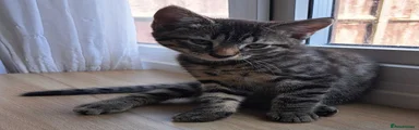 💙 Boy 2 – Classic Brown Tabby