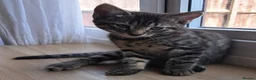 Russian Blue cats for sale: 🐾 Stunning 9 weeks Russian Blue X Tabby Kittens - Advert 6