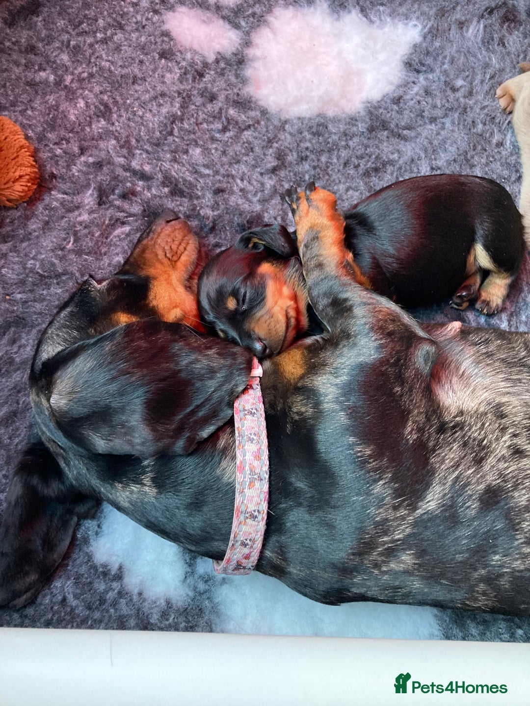 Dachshund dogs for sale: 2 miniature Dashhounds available  - Advert 20
