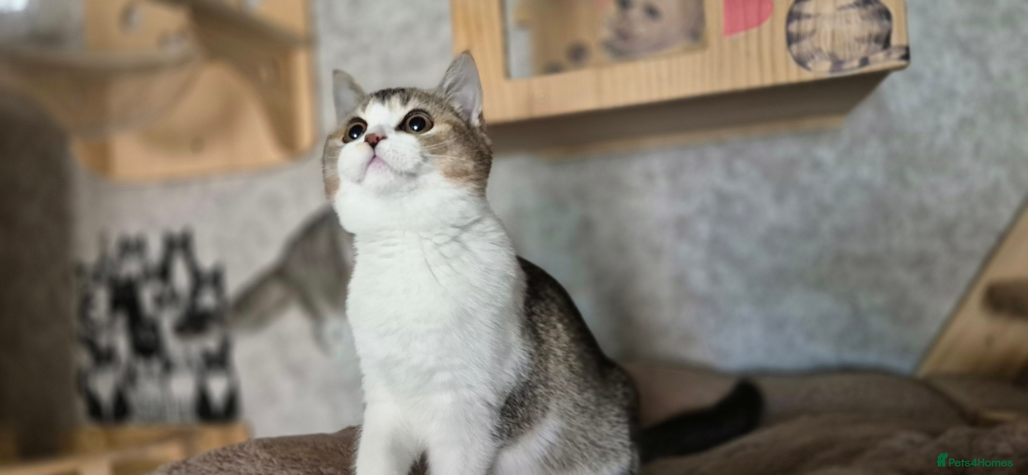 Scottish Fold cats Ready to go TICA reg. British Shorthair kittens - Advert 1