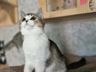Scottish Fold cats Ready to go TICA reg. British Shorthair kittens - Advert 1