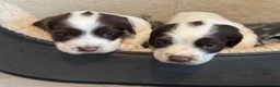 English Springer Spaniel dogs for sale: English Springer Spaniel puppies in Canterbury - Advert 13
