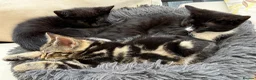 Mixed Breed cats for sale: 1 Scottish straight x fold & 1 domestic litter 🐈 - Advert 20