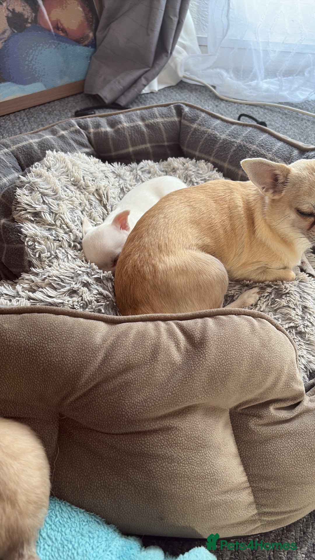 Chihuahua dogs for sale: Chihuahua pup - Image 3