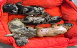 French Bulldog dogs for sale: New litter coming Kc frenchies in Milton Keynes - Image 1