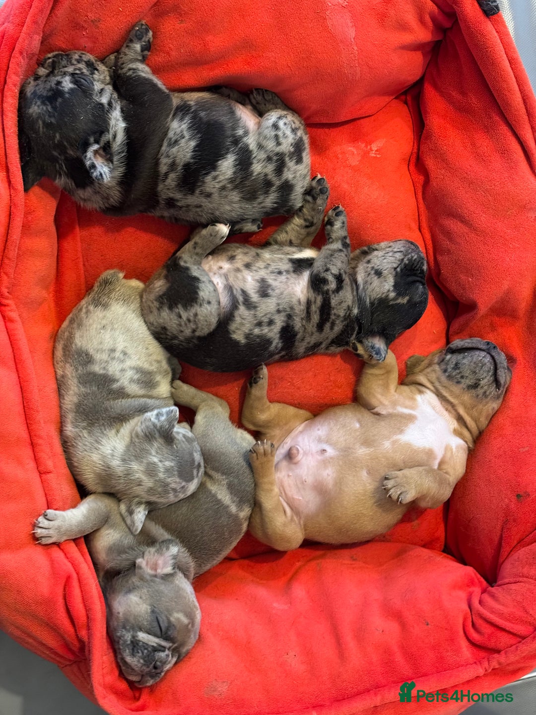 French Bulldog dogs for sale: New litter coming Kc frenchies in Milton Keynes - Image 1