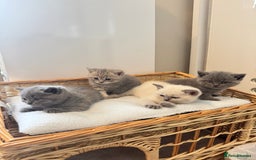 British Shorthair cats for sale: Adorable british shorthair kittens - Image 2