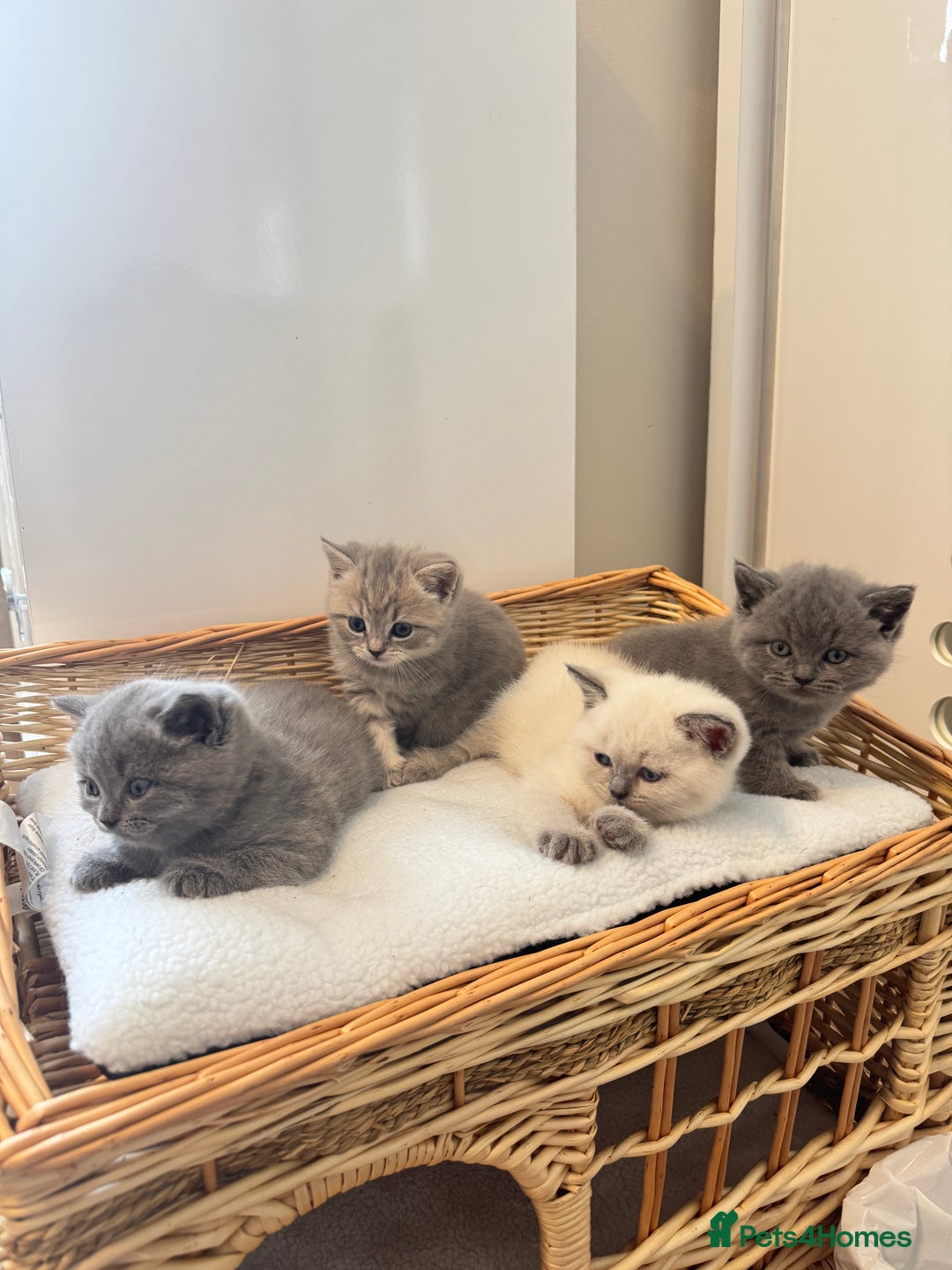 British Shorthair cats for sale: Adorable british shorthair kittens - Image 2