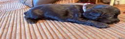 Cocker Spaniel dogs for sale: cocker spaniel puppies  in Southampton - Advert 5