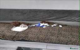 British Shorthair cats for sale: quality kittens gccf registered - Image 15
