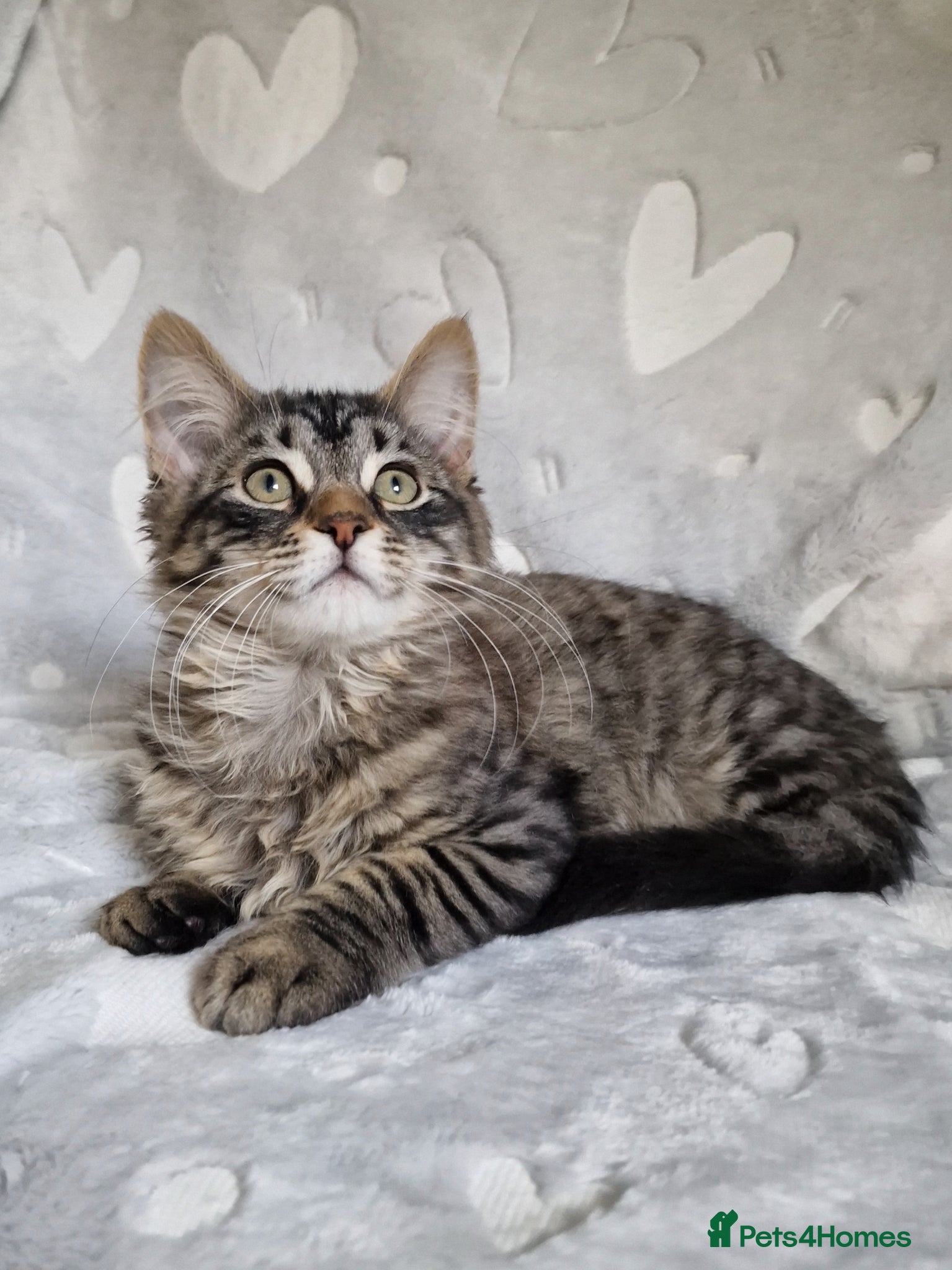 Mixed Breed cats Siberian cross kittens  - Advert 1
