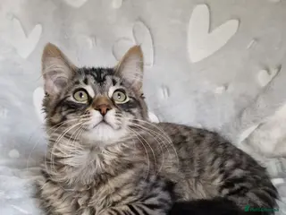 Mixed Breed cats Siberian cross kittens - Advert 1