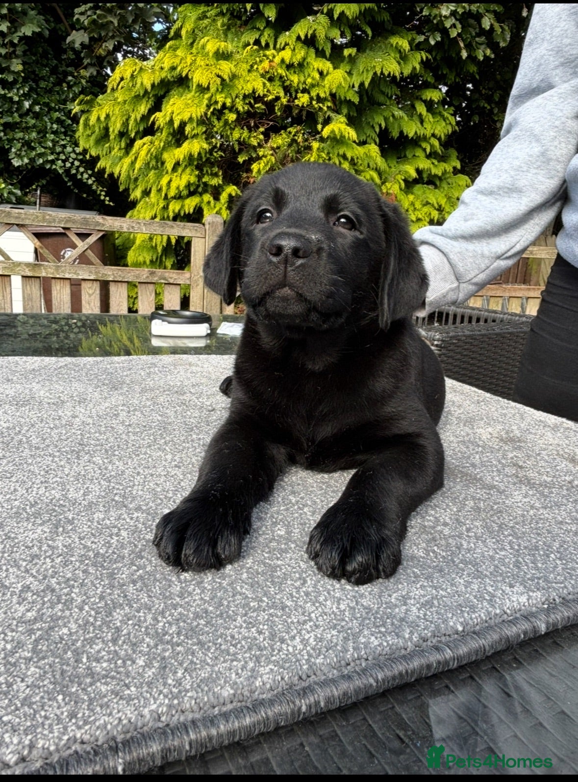 Labrador Retriever dogs Show type Black Labradors  - Advert 1
