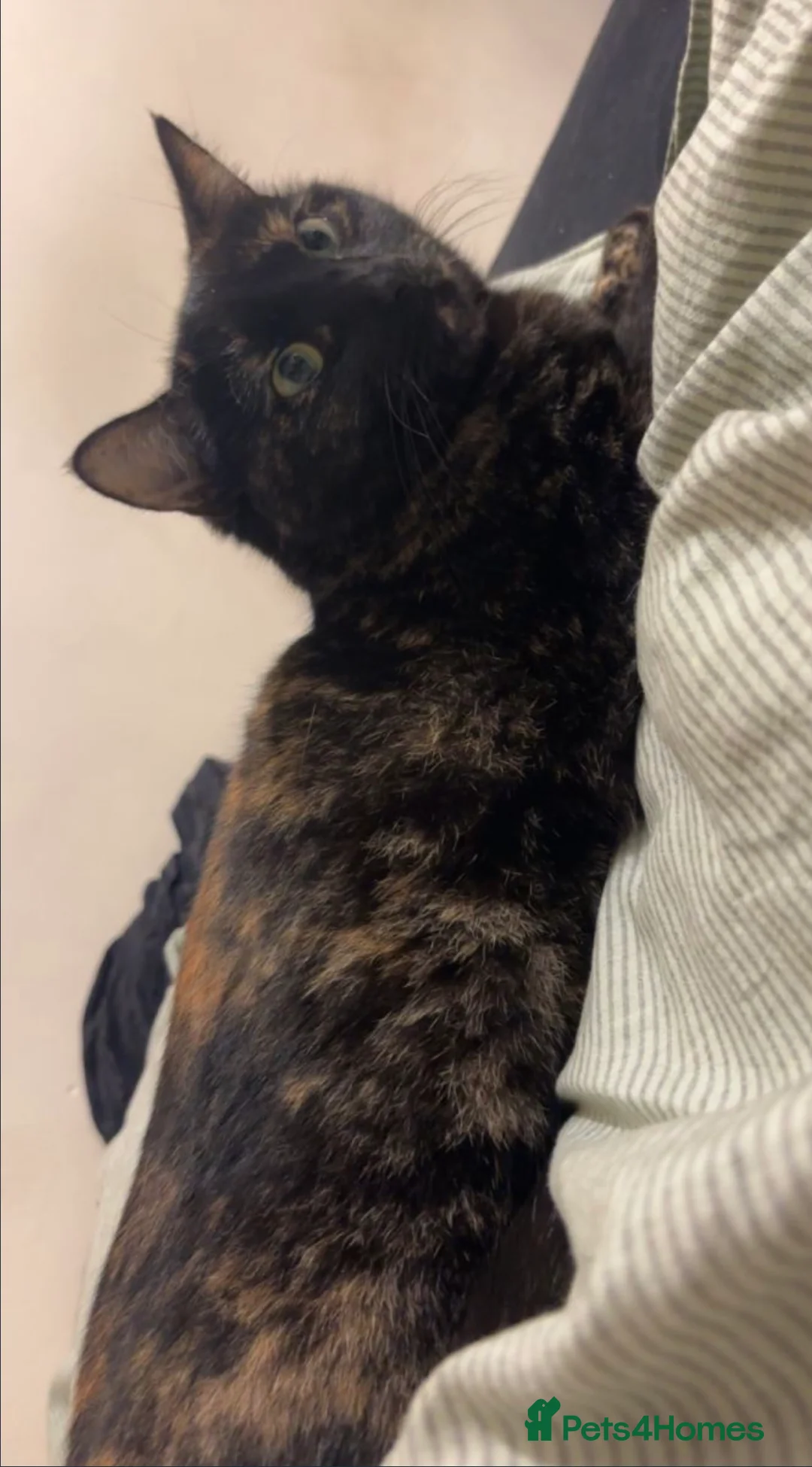 Mixed Breed cats for sale: Brownie  in Bournemouth - Advert 2