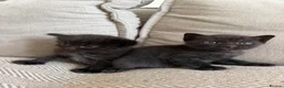 British Shorthair cats for sale: Beautiful British Shorthair Cross Kittens 🐾 - Advert 9