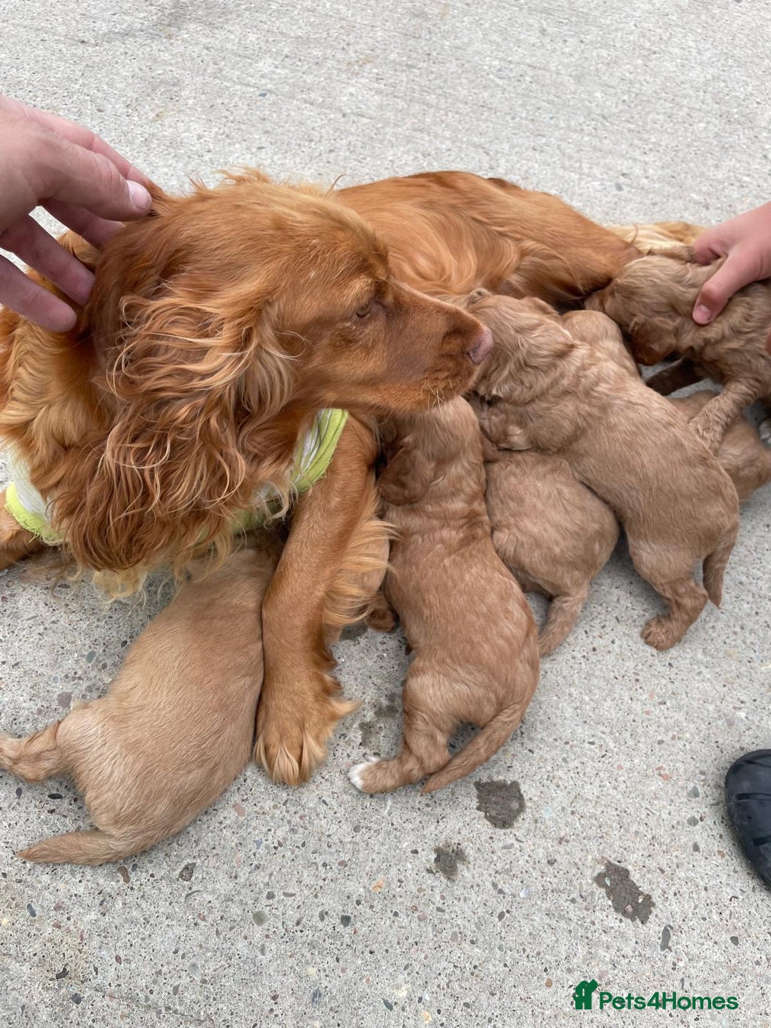 Cockapoo dogs for sale: Cockatoo puppies for sale - Image 12