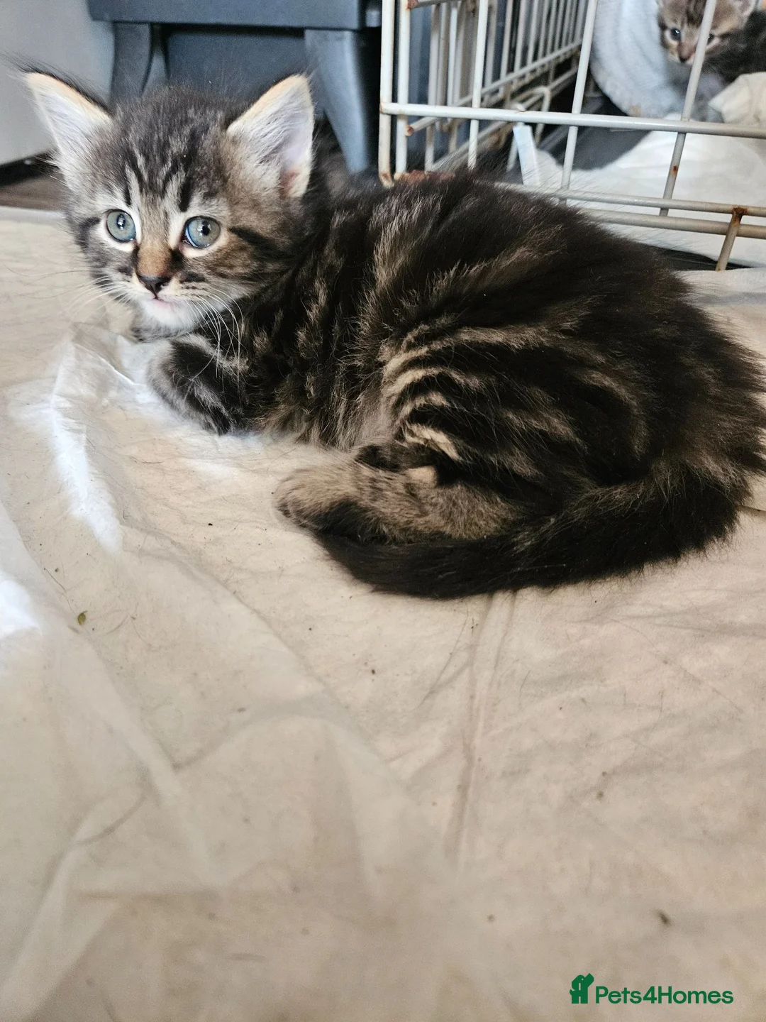 British Shorthair cats for sale: British short hair Kittens  - Advert 10