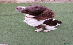 English Springer Spaniel dogs for sale: **SPRINGER SPANIEL, health tested** - Image 5