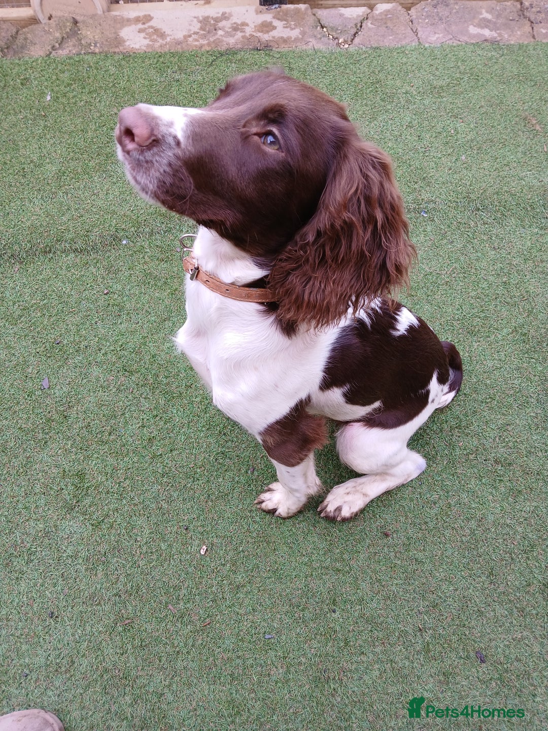 English Springer Spaniel dogs for sale: **SPRINGER SPANIEL, health tested** - Image 5