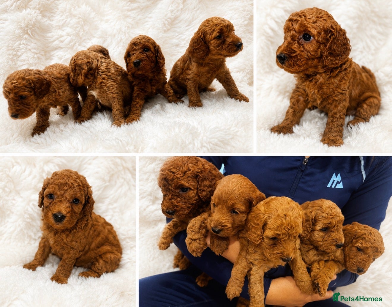 Cockapoo dogs F1B Cockapoo Puppies , - Advert 1