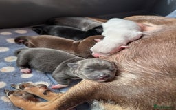 Chihuahua dogs for sale: 🐾 Adorable Chihuahua Puppies for Sale 🐾 - Image 2