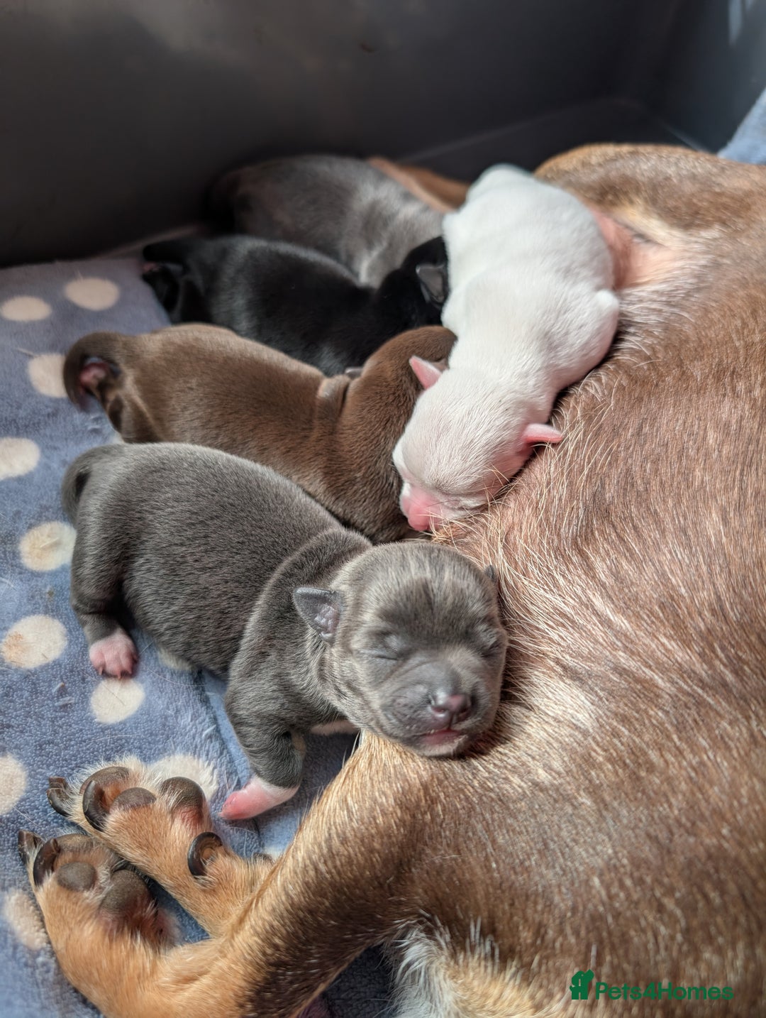 Chihuahua dogs for sale: 🐾 Adorable Chihuahua Puppies for Sale 🐾 - Image 2